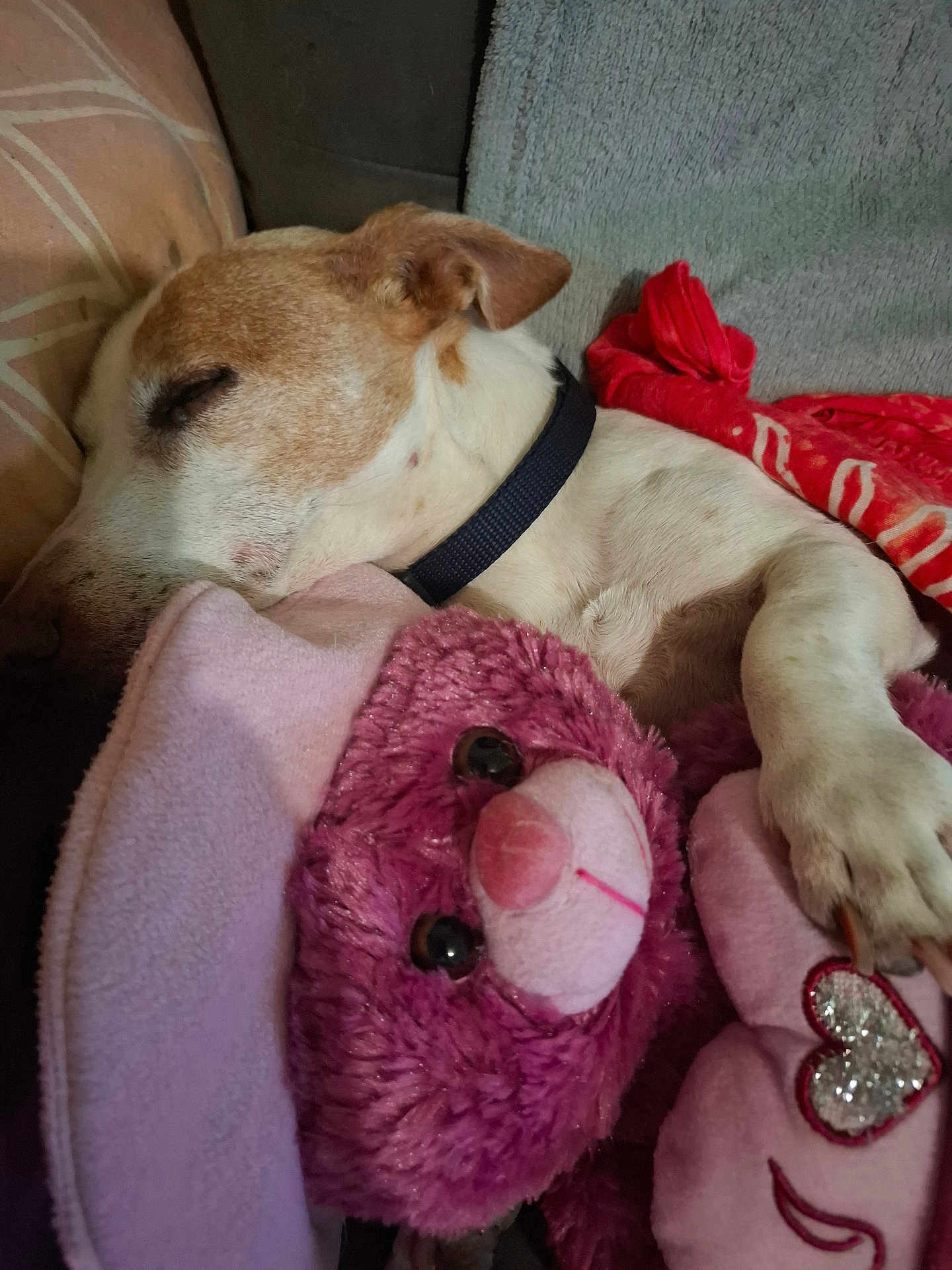 Yvori participe au concours pour gagner de l'argent avec cette photo : dog, sleeping, stuffed_toy, pink, blanket, cozy, rest, cuddle, pet, animal, fur, collar, indoor, comfort, relaxation, cute, closeup, soft_toy, snuggle, nap