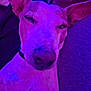 dog, close_up, purple_light, relaxed, sleepy, pet, animal, indoor, couch, fur, ears, snout, collar, resting, portrait, muzzle, whiskers, domestic_animal, canine, companion