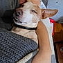 Yvori a rejoint le concours — aidez-le/la à gagner de superbes lots ! dog, blanket, arm, resting, indoor, cozy, relaxed, snuggling, pet, canine, fur, collar, sleepy, comfort, human, hand, furniture, brown, white, texture