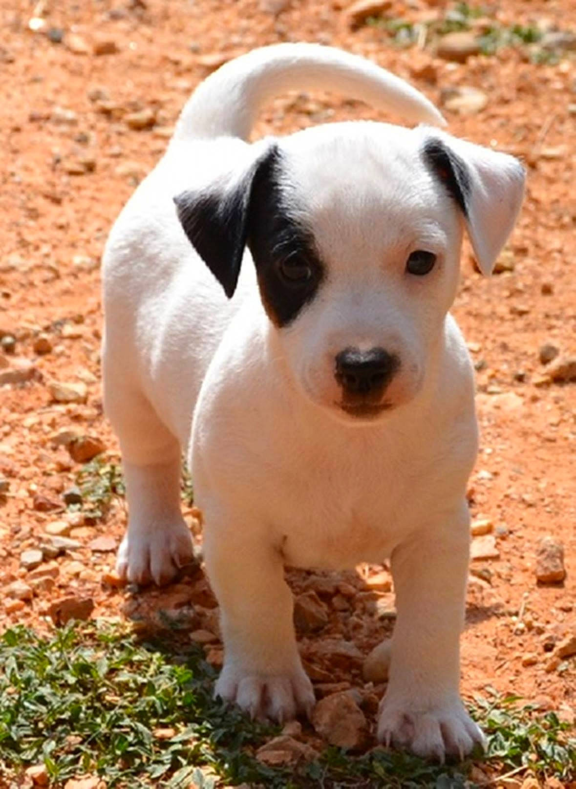 John a rejoint le concours — aidez-le/la à gagner de superbes lots ! canidae, carnivore, collar, companion_dog, dog, dog_breed, fawn, grass, irishjacks, non_sporting_group, plant, soil, sporting_group, tail, terrestrial_animal, terrier, whiskers, working_animal