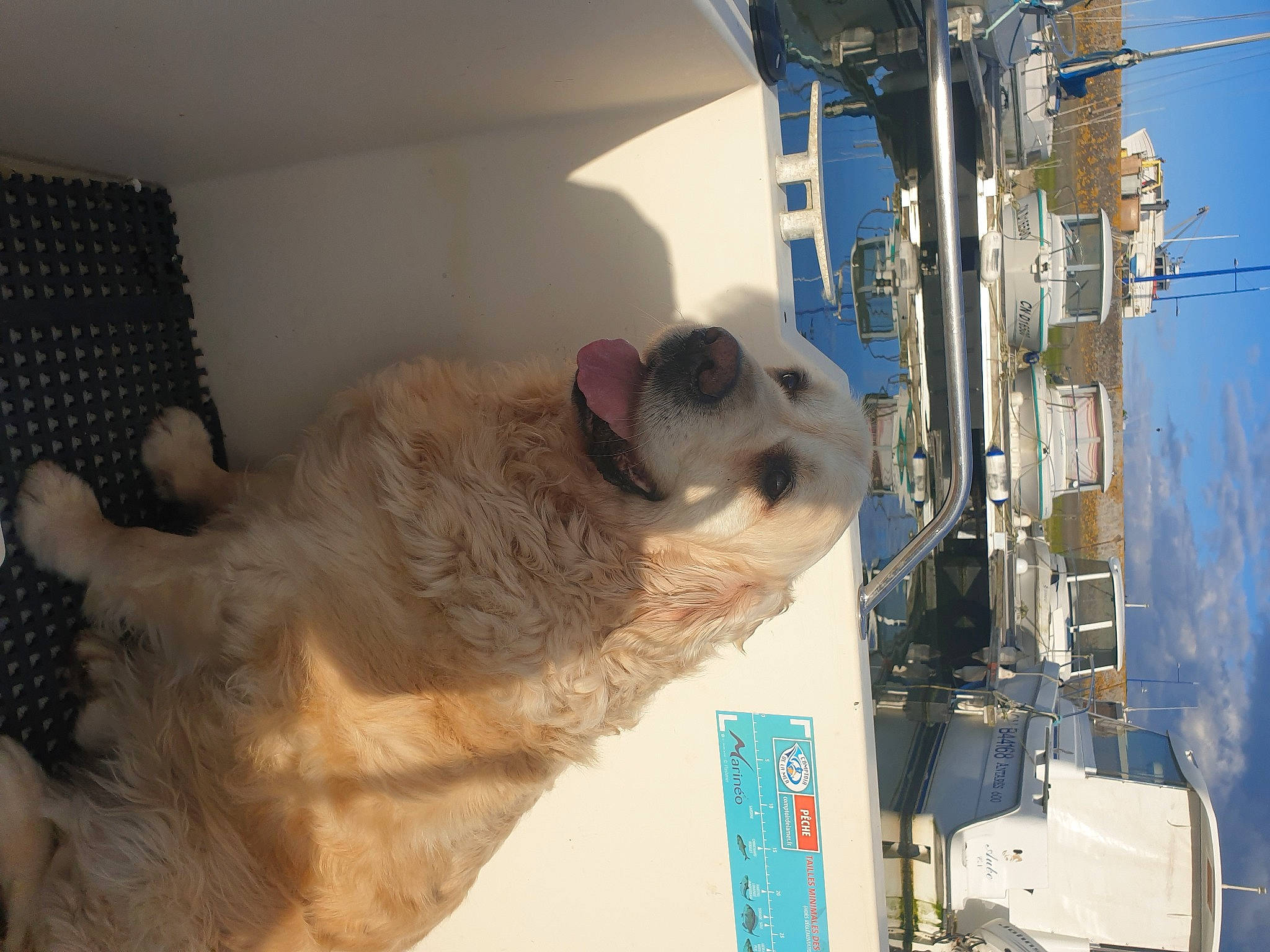 Junior a rejoint le concours — aidez-le/la à gagner de superbes lots ! canidae, carnivore, companion_dog, dog, dog_breed, engineering, fawn, fur, gas, machine, paw, small_to_medium_sized_cats, snout, sporting_group, working_animal