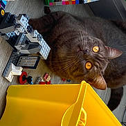 Sirius participe au concours pour gagner de l'argent avec cette photo : black_cat, carnivore, cat, domestic_short_haired_cat, felidae, fur, machine, small_to_medium_sized_cats, tail, whiskers, working_animal