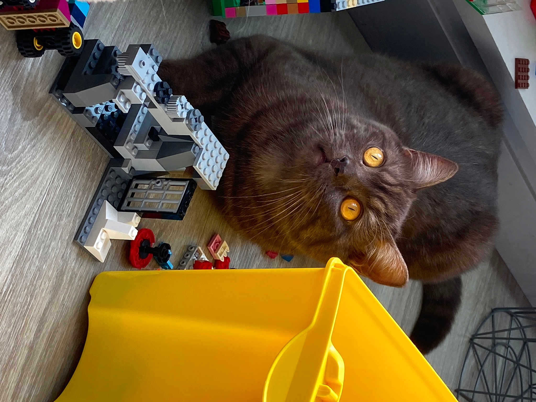 Sirius participe au concours pour gagner de l'argent avec cette photo : black_cat, carnivore, cat, domestic_short_haired_cat, felidae, fur, machine, small_to_medium_sized_cats, tail, whiskers, working_animal