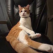 Chow Chow is registered to the contest to win money with this photo: animal, cat, collar, comfortable, cute, domestic_cat, ears, feline, fur, indoor, leather_chair, lounging, orange_cat, paws, pet, relaxed, resting, tail, whiskers, white_cat