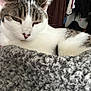 animal, background, blanket, cat, closeup, cozy, ears, feline, fur, gray, home, indoor, pet, relaxed, resting, sleepy, soft, texture, whiskers, white