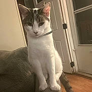 Torky joined the competition — help win amazing prizes! cat, indoor, couch, armrest, white_cat, tabby_cat, pet, animal, feline, curious, sitting, floor, door, collar, domestic, home, furniture, looking, ears, tail