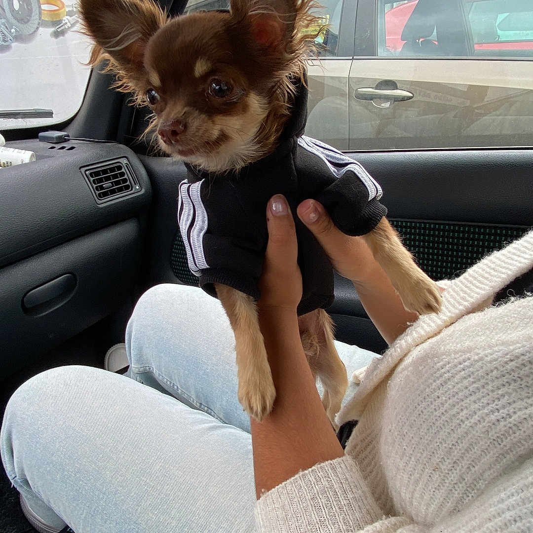 Rouby a rejoint le concours — aidez-le/la à gagner de superbes lots ! adult, alloywheel, animal, canine, car, carwheel, chihuahua, cushion, dog, female, homedecor, machine, person, pet, puppy, spoke, tire, transportation, vehicle, wheel