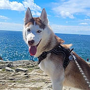 Vénus a rejoint le concours — aidez-le/la à gagner de superbes lots ! adventure, animal, blue_eyes, canine, clouds, dog, happy, harness, leash, nature, ocean, outdoor, pet, rocky_terrain, siberian_husky, sky, sunny_day, tongue_out, walking, water