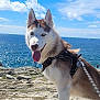 adventure, animal, blue_eyes, canine, clouds, dog, happy, harness, leash, nature, ocean, outdoor, pet, rocky_terrain, siberian_husky, sky, sunny_day, tongue_out, walking, water