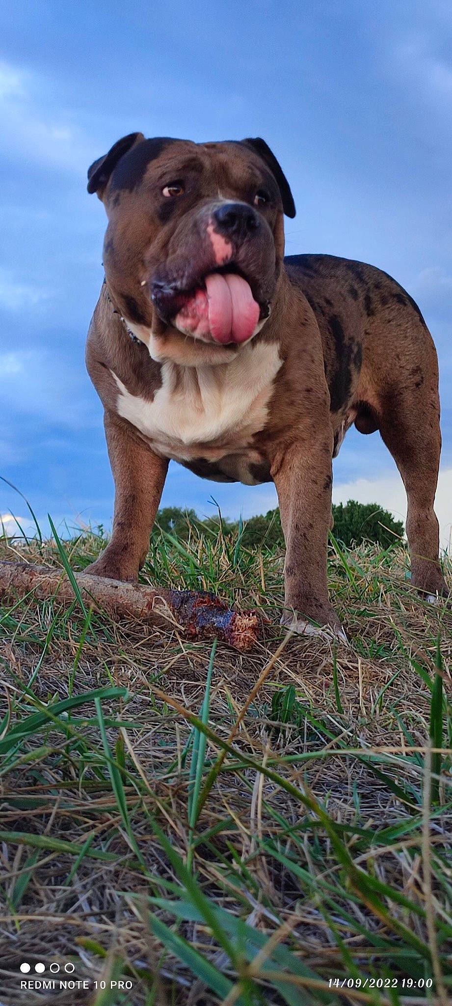 Boyka a rejoint le concours — aidez-le/la à gagner de superbes lots ! ancient_dog_breeds, carnivore, cloud, companion_dog, dog, dog_breed, fawn, grass, grassland, liver, molosser, non_sporting_group, plant, sky, soil, sporting_group, terrestrial_animal, working_dog, wrinkle