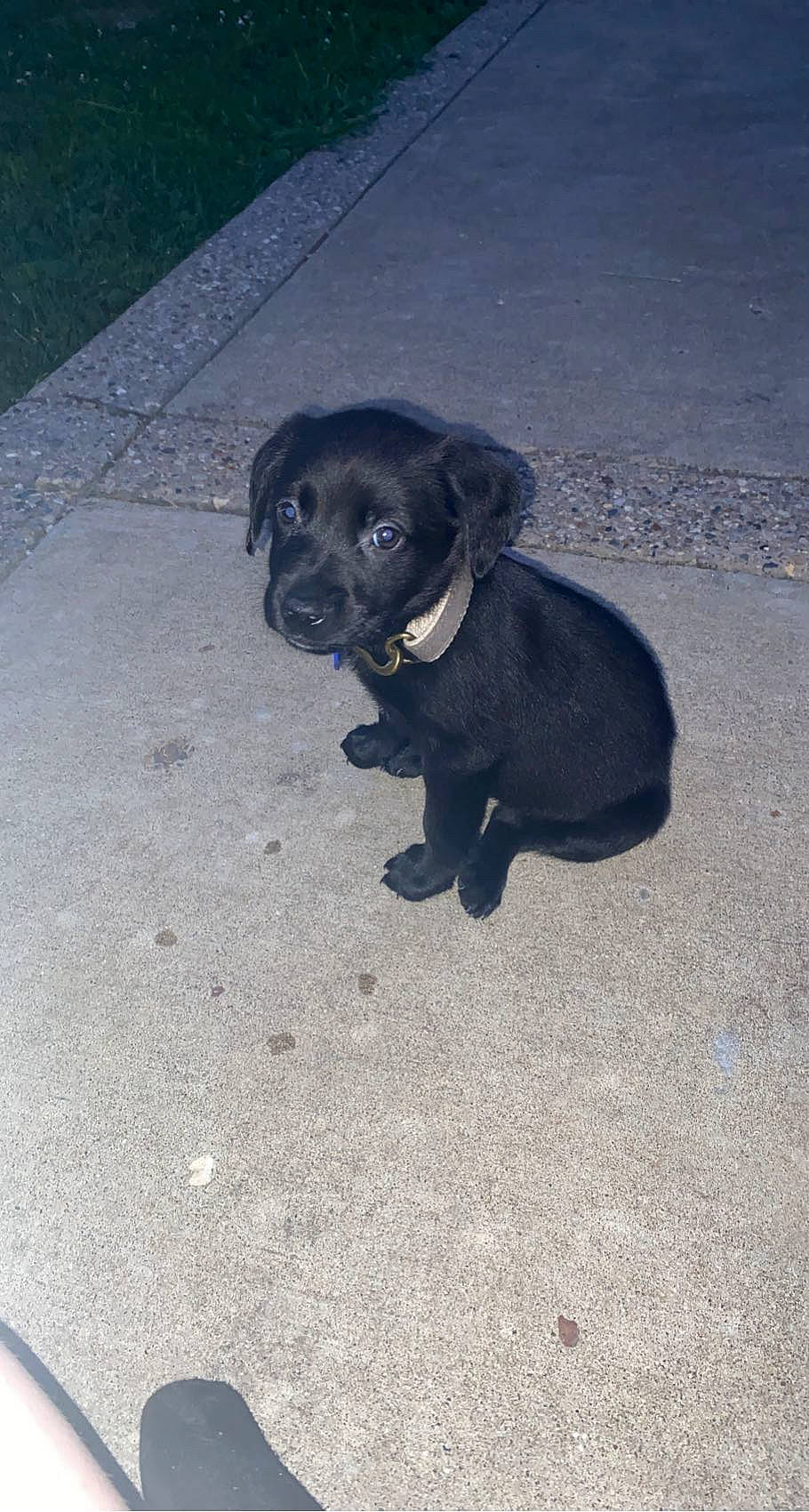 Butch joined the competition — help win amazing prizes! asphalt, borador, canidae, carnivore, companion_dog, dog, dog_breed, electric_blue, gun_dog, road_surface, snout, sporting_group, street_dog, tail, tar, terrestrial_animal, working_animal