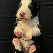 Loulou a rejoint le concours — aidez-le/la à gagner de superbes lots ! puppy, newborn, sleeping, pink_paws, black_and_white, cute, tiny, fur, nose, animal, pet, close_up, soft, resting, legs, paw_pads, adorable, young, domestic_animal, background