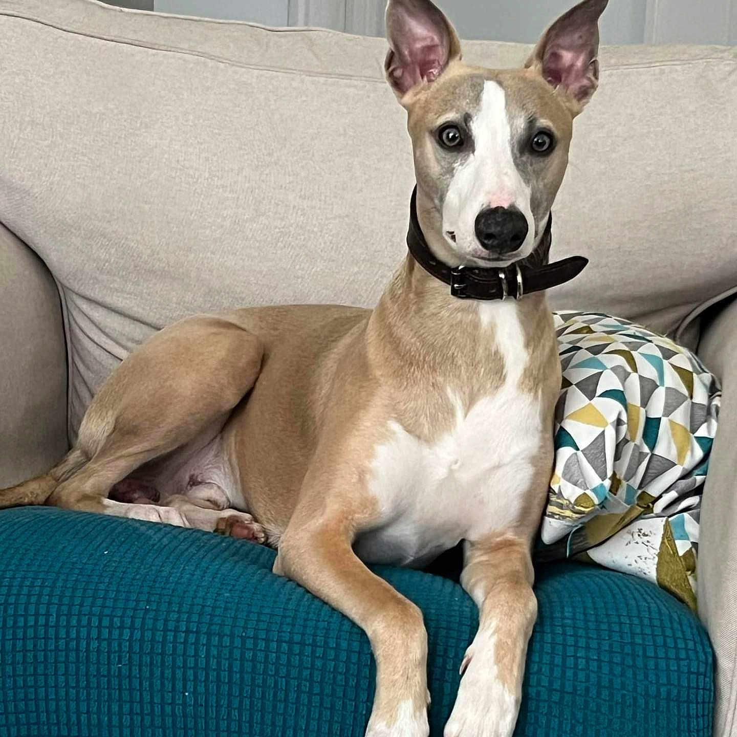 Valto a rejoint le concours — aidez-le/la à gagner de superbes lots ! alert, animal, beige, canine, collar, couch, cushion, dog, domestic, ears, furniture, houseplant, indoor, looking, pet, pillow, relaxed, sitting, tan, white