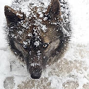 Eli is registered to the contest to win money with this photo: animal, blue_eyes, canine, close_up, cold, dog, ears, face, frost, frozen, fur, husky, muzzle, nature, outdoor, paw_prints, pet, snow, snowflakes, winter