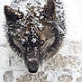 animal, blue_eyes, canine, close_up, cold, dog, ears, face, frost, frozen, fur, husky, muzzle, nature, outdoor, paw_prints, pet, snow, snowflakes, winter