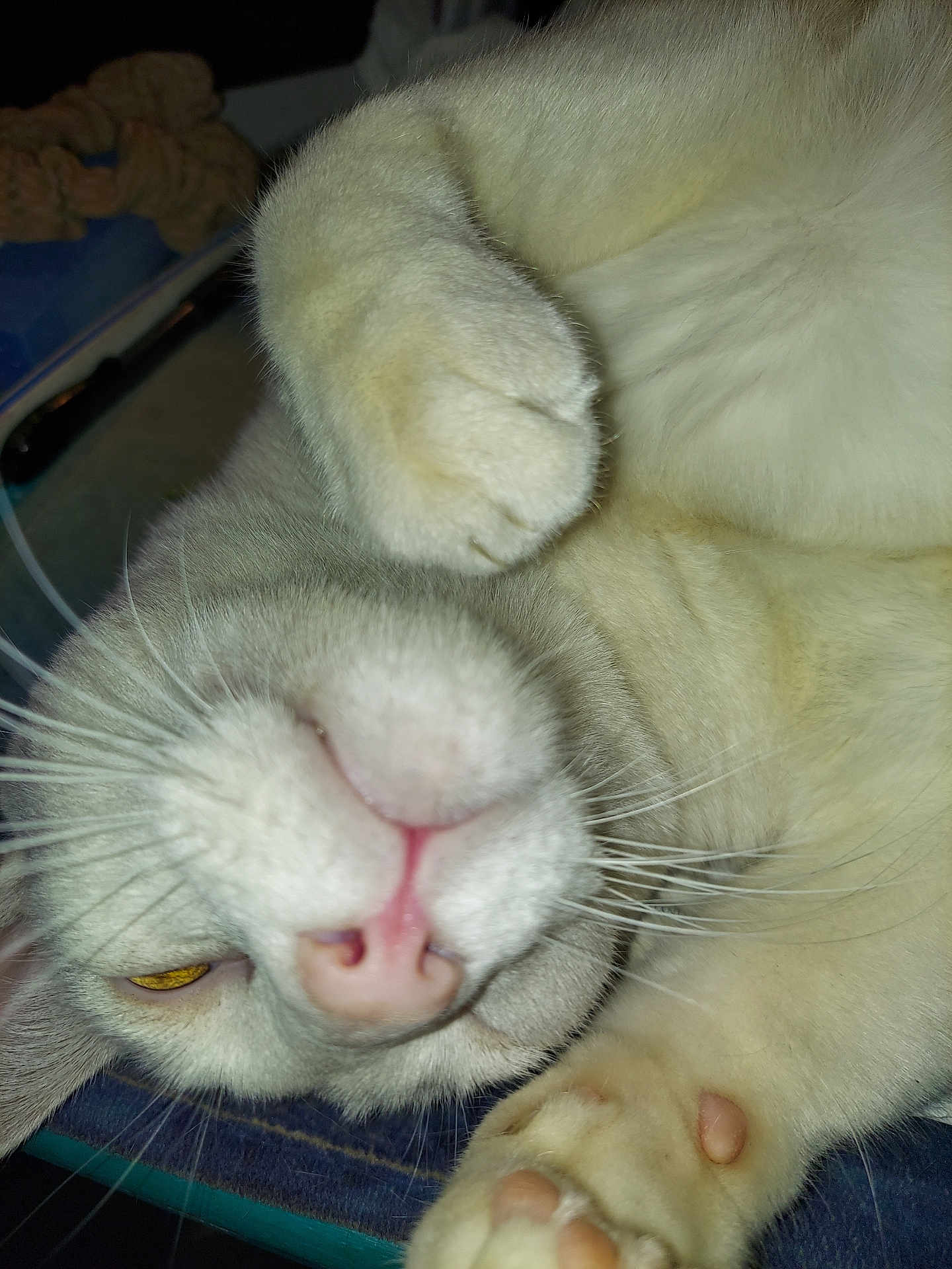 Kaspurr