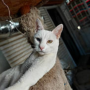 Kaspurr joined the competition — help win amazing prizes! animal, blue_eye, cat, cat_tree, close_up, cozy, cute, feline, fur, heterochromia, indoor, looking, mammal, pet, portrait, relaxed, unique_eyes, whiskers, white_cat, yellow_eye
