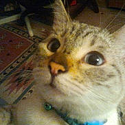 Sushi joined the competition — help win amazing prizes! cat, close_up, wide_eyes, collar, indoor, carpet, rug, tile_floor, whiskers, ears, feline, pet, domestic_animal, curious, animal_face, fur, striped, alert, home, low_light