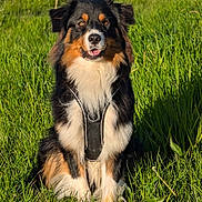 Vaïko participe au concours pour gagner de l'argent avec cette photo : alert, animal, black_harness, canine, daylight, dog, ears, fluffy, fur, grass, greenery, happy, muzzle, nature, outdoor, pet, portrait, sitting, sunlight, tricolor