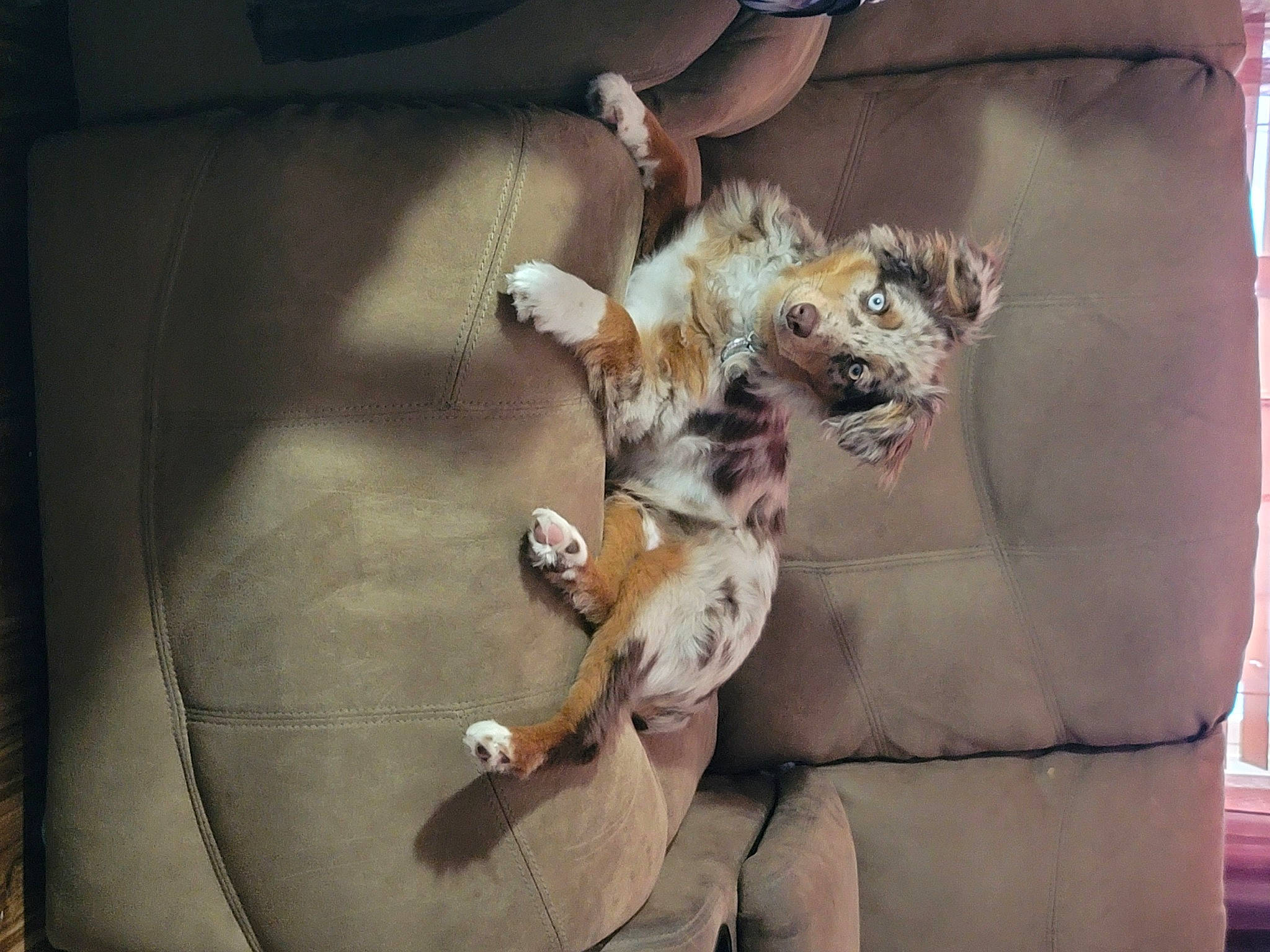 Azul joined the competition — help win amazing prizes! canidae, carnivore, cat, claw, companion_dog, couch, dog_breed, domestic_short_haired_cat, door, fawn, felidae, fur, paw, plant, small_to_medium_sized_cats, sporting_group, tail, toy, whiskers, wood