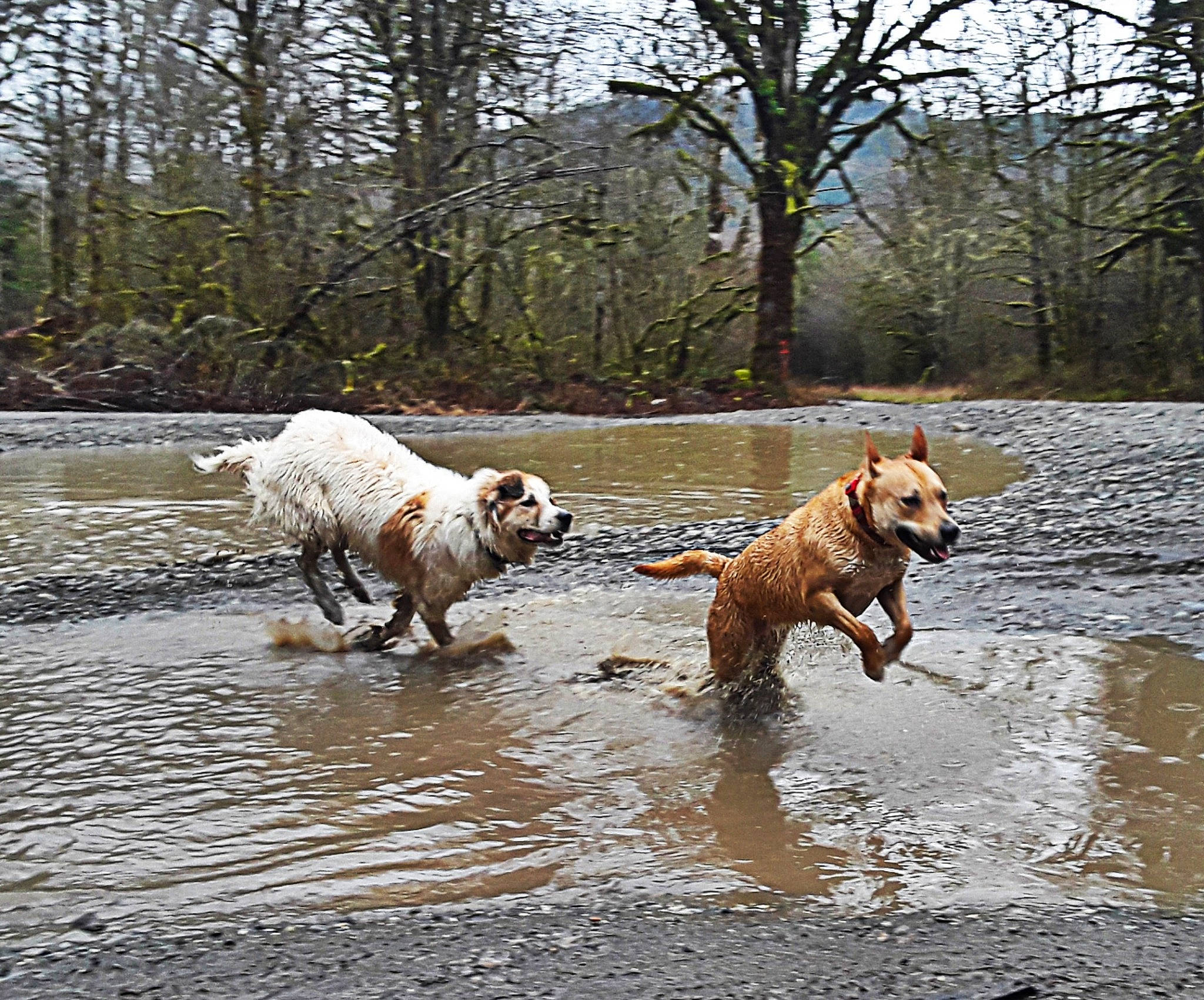 Ladybird joined the competition — help win amazing prizes! bank, canidae, carnivore, companion_dog, dog, dog_breed, fawn, field_trial, hunting_dog, labrador_retriever, mammal, puddle, retriever, sporting_group, vertebrate