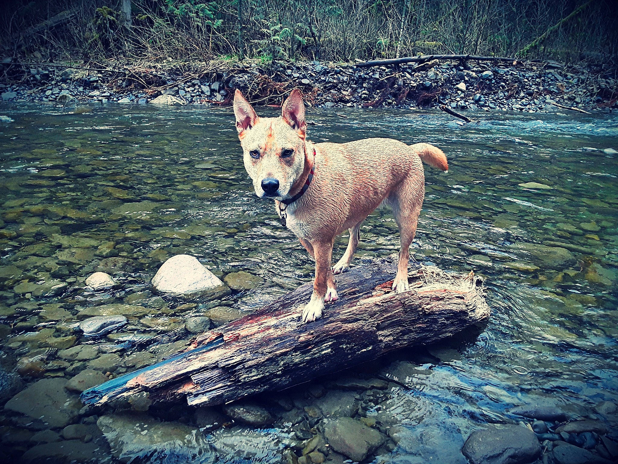 Ladybird is registered to the contest to win money with this photo: adventure, aspin, canaan_dog, canidae, carnivore, carolina_dog, dog, dog_breed, fawn, hunting_dog, ibizan_hound, mammal, mountain, pariah_dog, river, sky, vertebrate