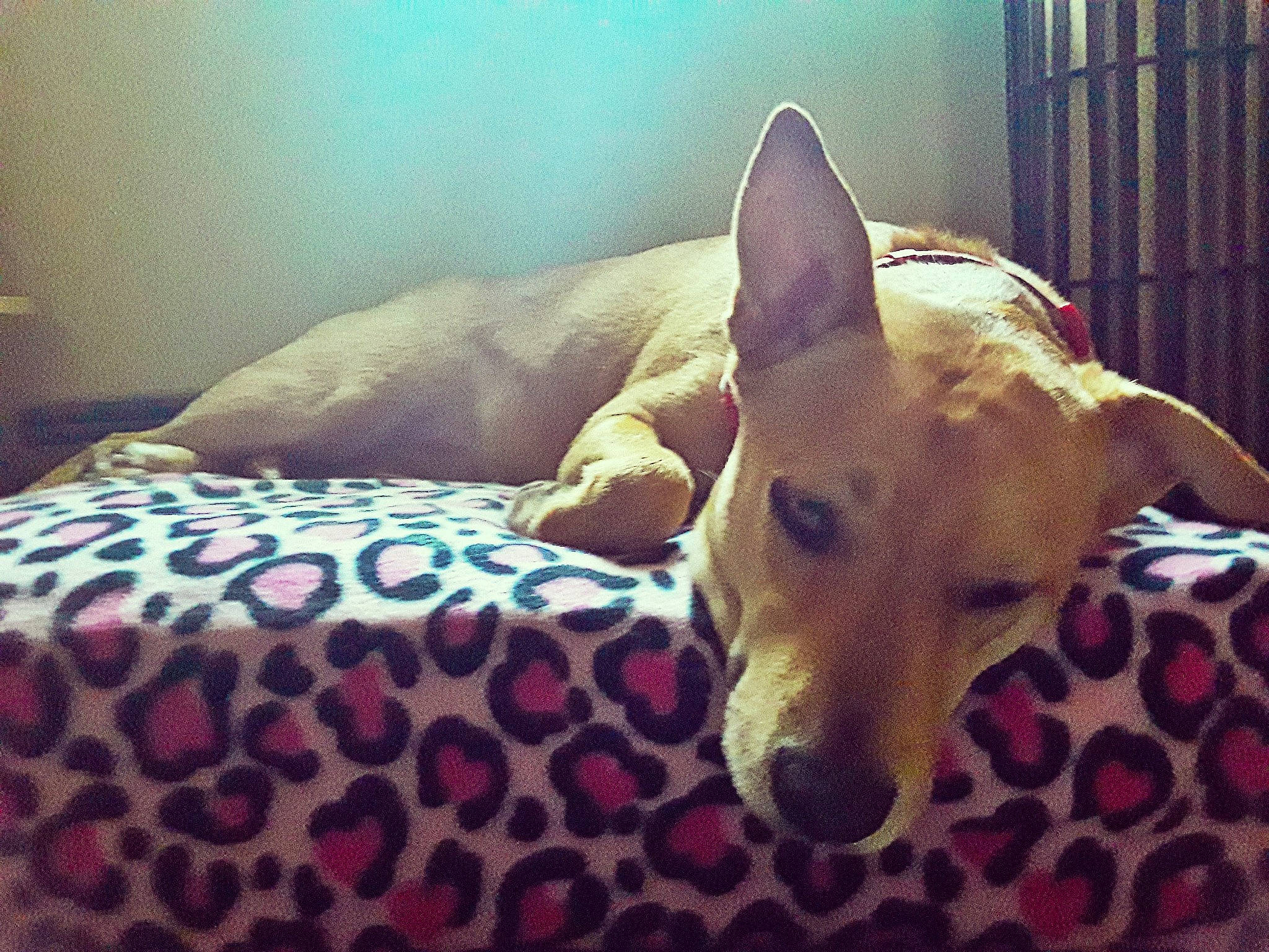 Ladybird is registered to the contest to win money with this photo: bed, canidae, carnivore, carolina_dog, chair, cushion, dog, dog_breed, ear, fawn, furniture, ibizan_hound, lurcher, mammal, sky, whippet