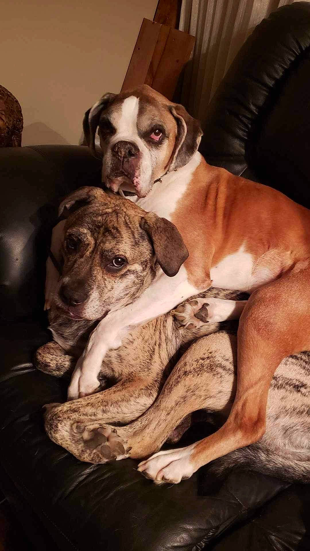 Sadie joined the competition — help win amazing prizes! bored, canidae, carnivore, comfort, companion_dog, couch, dog, dog_breed, fawn, fur, guard_dog, liver, non_sporting_group, snout, sporting_group, whiskers, working_animal, working_dog, wrinkle