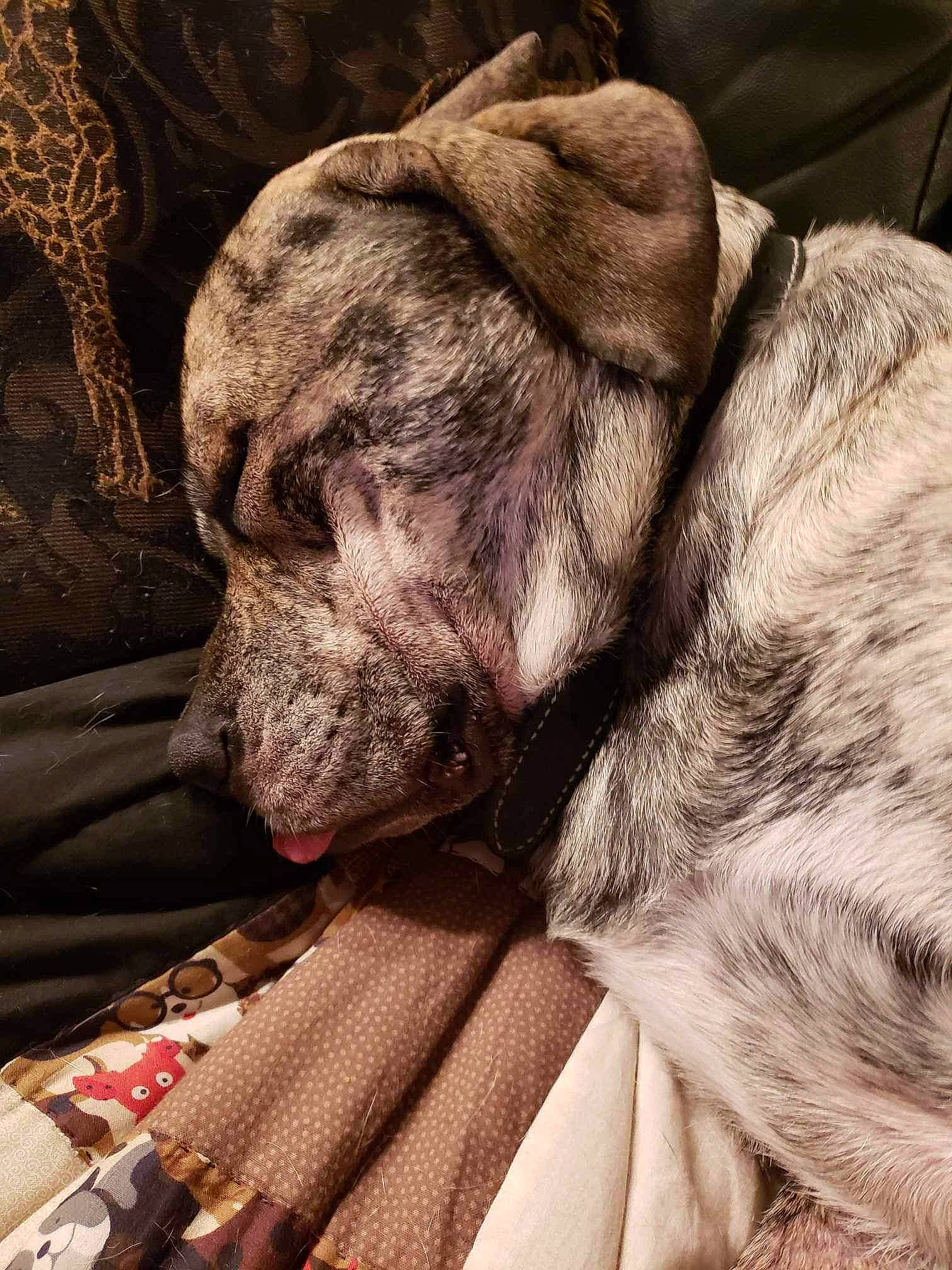 Sadie joined the competition — help win amazing prizes! bored, canidae, carnivore, comfort, companion_dog, dog, dog_breed, ear, fawn, fur, liver, mammal, nap, paw, snout, sporting_group, vertebrate, whiskers, working_animal, wrinkle