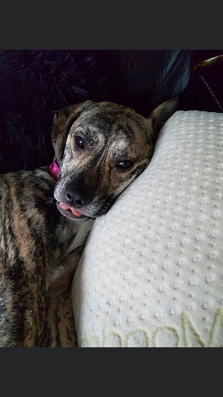 Sadie is registered to the contest to win money with this photo: canidae, carnivore, comfort, companion_dog, dog, dog_breed, fawn, non_sporting_group, rampur_greyhound, sighthound, sporting_group, terrestrial_animal, whiskers, working_animal