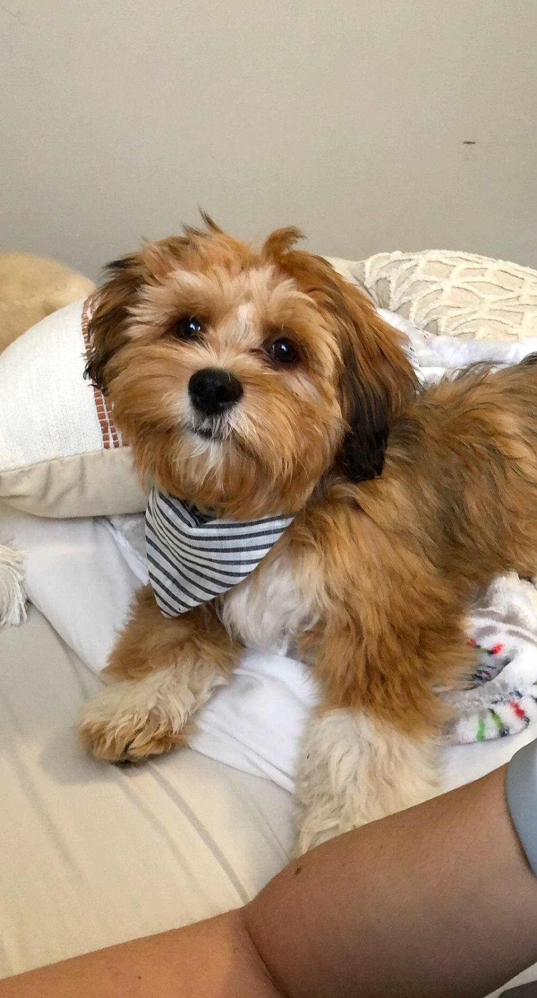 Abu is registered to the contest to win money with this photo: biewer_terrier, canidae, carnivore, companion_dog, dog, dog_breed, dog_supply, fawn, fur, liver, maltepoo, poodle_crossbreed, puppy_love, small_terrier, snout, sporting_group, terrier, toy_dog, working_animal, yorkipoo