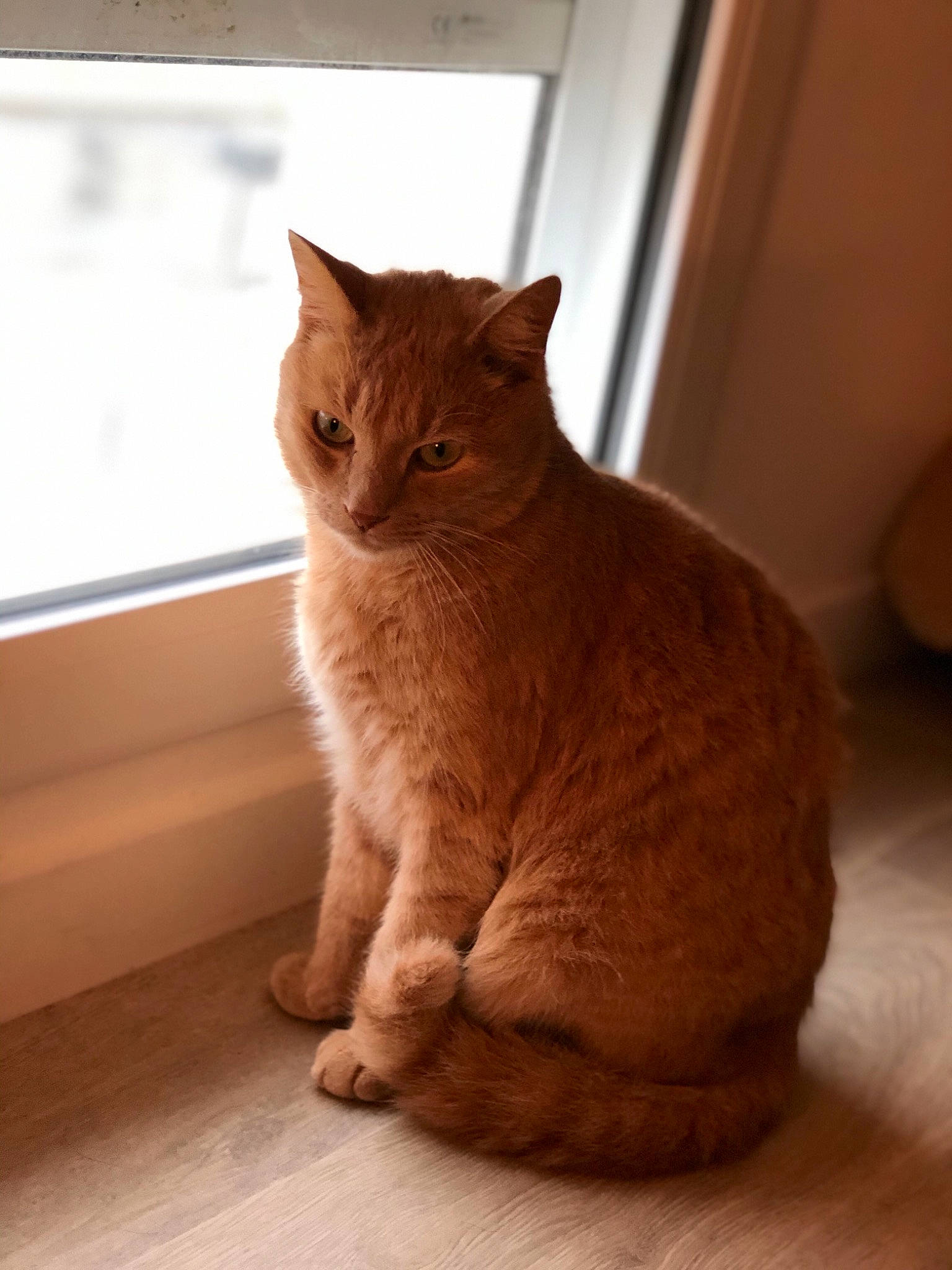 Luigy a rejoint le concours — aidez-le/la à gagner de superbes lots ! asian, australian_mist, british_semi_longhair, british_shorthair, carnivore, cat, domestic_short_haired_cat, european_shorthair, fawn, felidae, fur, german_rex, mammal, small_to_medium_sized_cats, snout, tabby_cat, vertebrate, whiskers