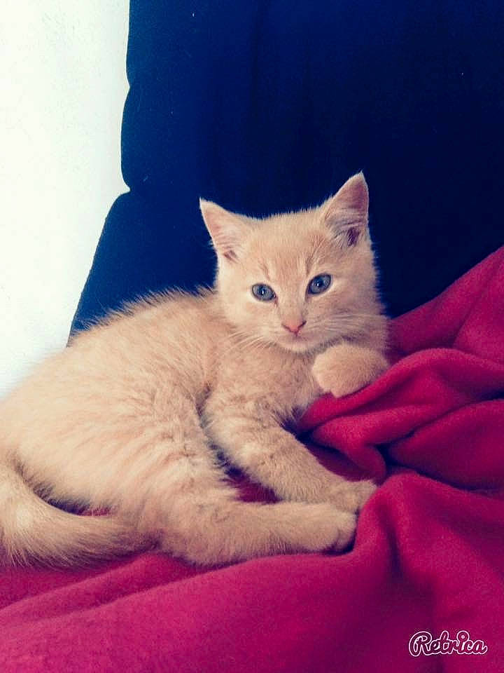 Luigy participe au concours pour gagner de l'argent avec cette photo : aegean_cat, asian, burmilla, carnivore, cat, colorpoint_shorthair, domestic_short_haired_cat, eye, felidae, german_rex, kitten, mammal, nose, ojos_azules, skin, small_to_medium_sized_cats, turkish_angora, turkish_van, vertebrate, whiskers