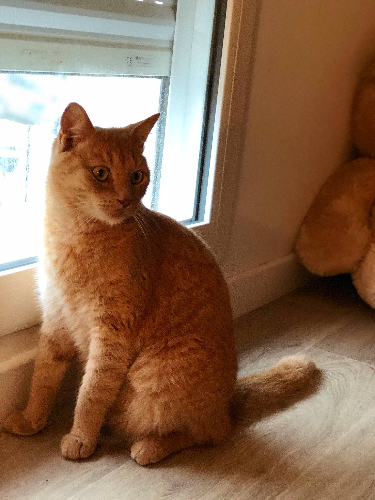 Luigy a rejoint le concours — aidez-le/la à gagner de superbes lots ! asian, british_shorthair, carnivore, cat, domestic_short_haired_cat, european_shorthair, fawn, felidae, german_rex, kitten, mammal, ojos_azules, small_to_medium_sized_cats, tail, vertebrate, whiskers