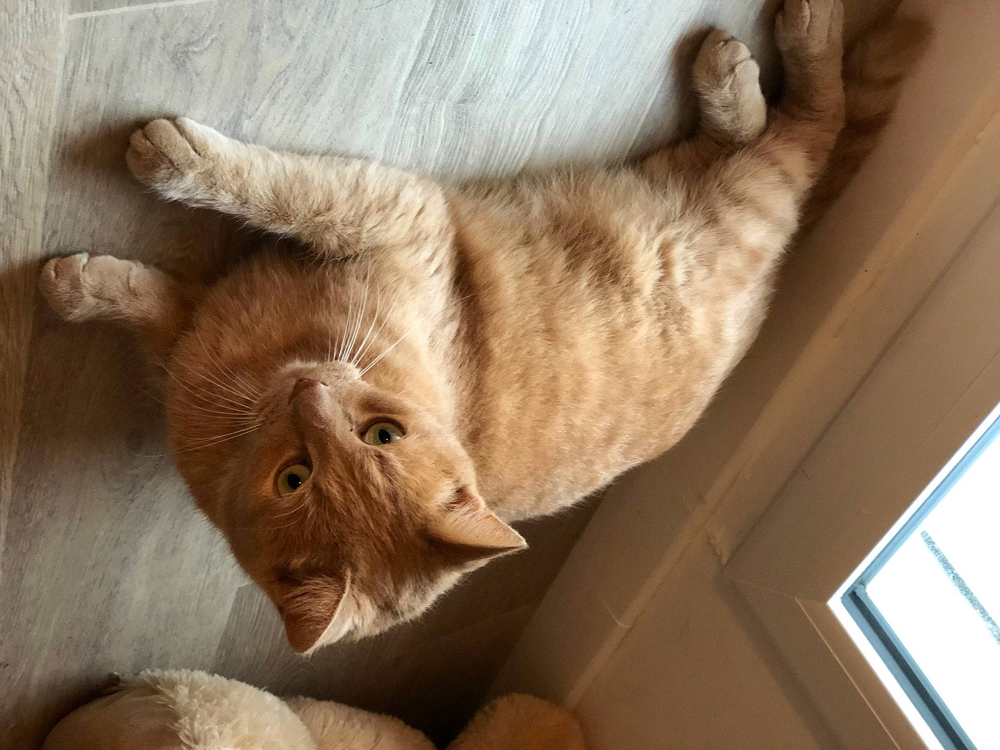 Luigy participe au concours pour gagner de l'argent avec cette photo : british_shorthair, carnivore, cat, european_shorthair, fawn, felidae, fur, small_to_medium_sized_cats, tabby_cat, tail, whiskers