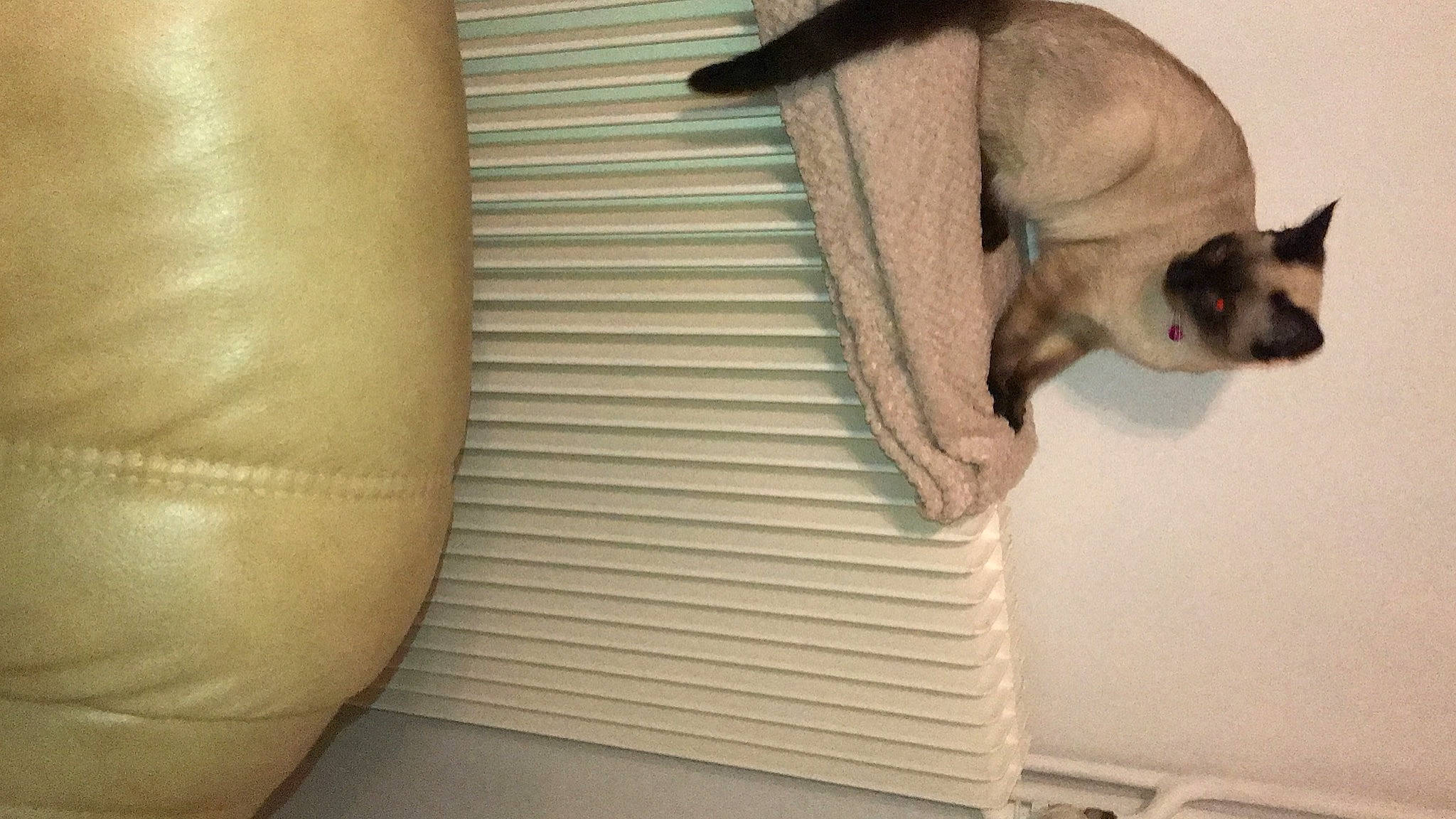 Tessa participe au concours pour gagner de l'argent avec cette photo : armrest, balinese, car_seat, carnivore, cat, comfort, couch, domestic_short_haired_cat, fawn, felidae, fur, hardwood, human_leg, linens, siamese, small_to_medium_sized_cats, tail, thigh, whiskers, wood