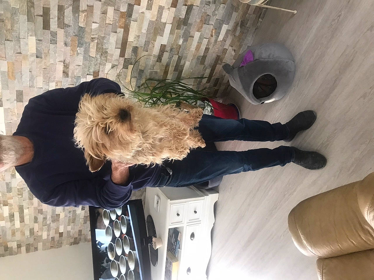 Océane a rejoint le concours — aidez-le/la à gagner de superbes lots ! comfort, companion_dog, flooring, fur, hardwood, human_leg, natural_material, room, walking_shoe, white, wood