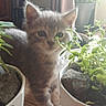 Praline participe au concours pour gagner de l'argent avec cette photo : abyssinian, animal, cat, cookware, flower, herbal, herbs, jar, kitten, leaf, manx, pet, plant, planter, pot, pottedplant, pottery, soil, sprout, vase