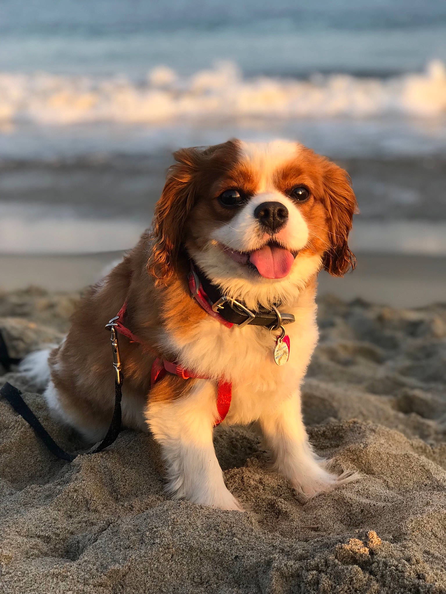 Bindi is registered to the contest to win money with this photo: canidae, carnivore, cavachon, cavalier_king_charles_spaniel, companion_dog, dog, dog_breed, fawn, king_charles_spaniel, mammal, puppy, rare_breed_dog, snout, spaniel, sporting_group, toy_dog, vertebrate