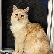 Milo participe au concours pour gagner de l'argent avec cette photo : cat, window, pet, feline, fluffy, cream_color, white_color, sitting, indoor, curious, animal, whiskers, ears, tail, soft_fur, looking, closeup, domestic_cat, house, night