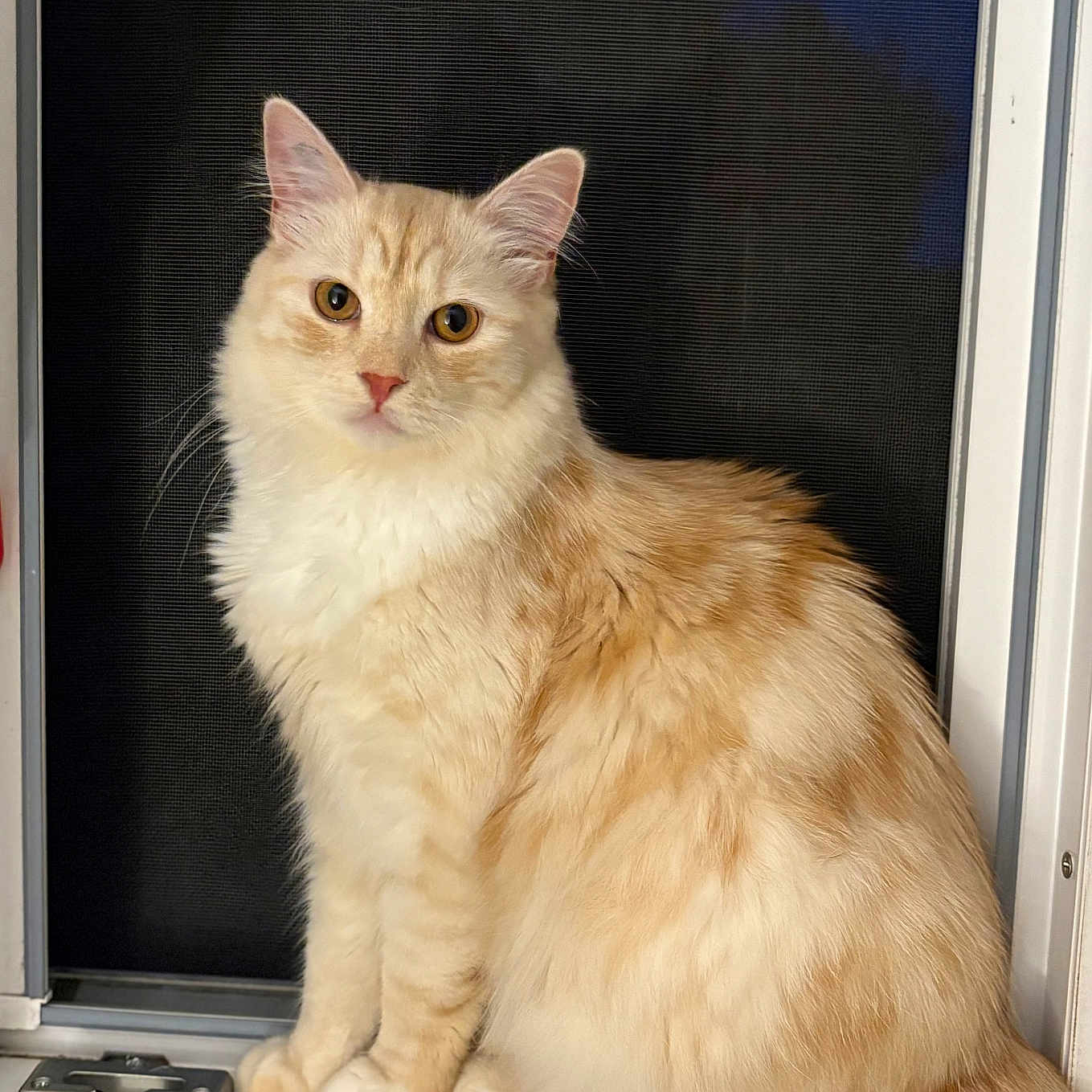 Milo participe au concours pour gagner de l'argent avec cette photo : animal, cat, closeup, cream_color, curious, domestic_cat, ears, feline, fluffy, house, indoor, looking, night, pet, sitting, soft_fur, tail, whiskers, white_color, window