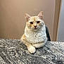 Milo a rejoint le concours — aidez-le/la à gagner de superbes lots ! cat, fluffy, cream_color, sitting, granite_countertop, indoor, pet, animal, feline, looking_at_camera, face, ears, whiskers, chair, neutral_background, close_up, domestic_cat, calm, portrait, table