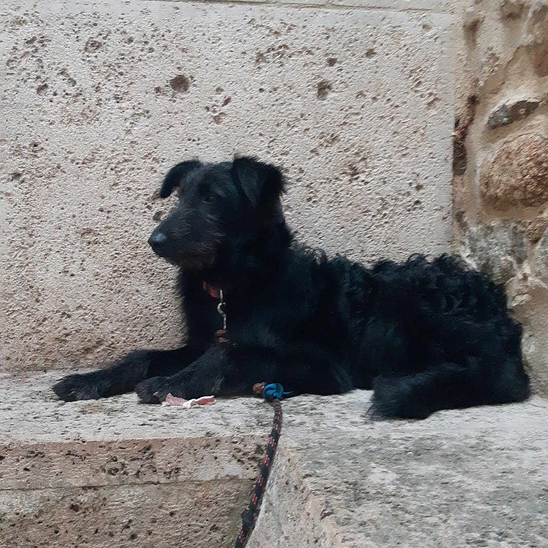 Eliot a rejoint le concours — aidez-le/la à gagner de superbes lots ! accessories, animal, architecture, building, canine, cockerspaniel, dog, flagstone, hound, labradorretriever, leash, path, pet, puppy, rock, silhouette, slate, strap, walkway, wall
