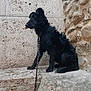 accessories, animal, architecture, building, canine, cockerspaniel, dog, flagstone, hound, leash, path, pet, poodle, puppy, rock, silhouette, slate, strap, walkway, wall
