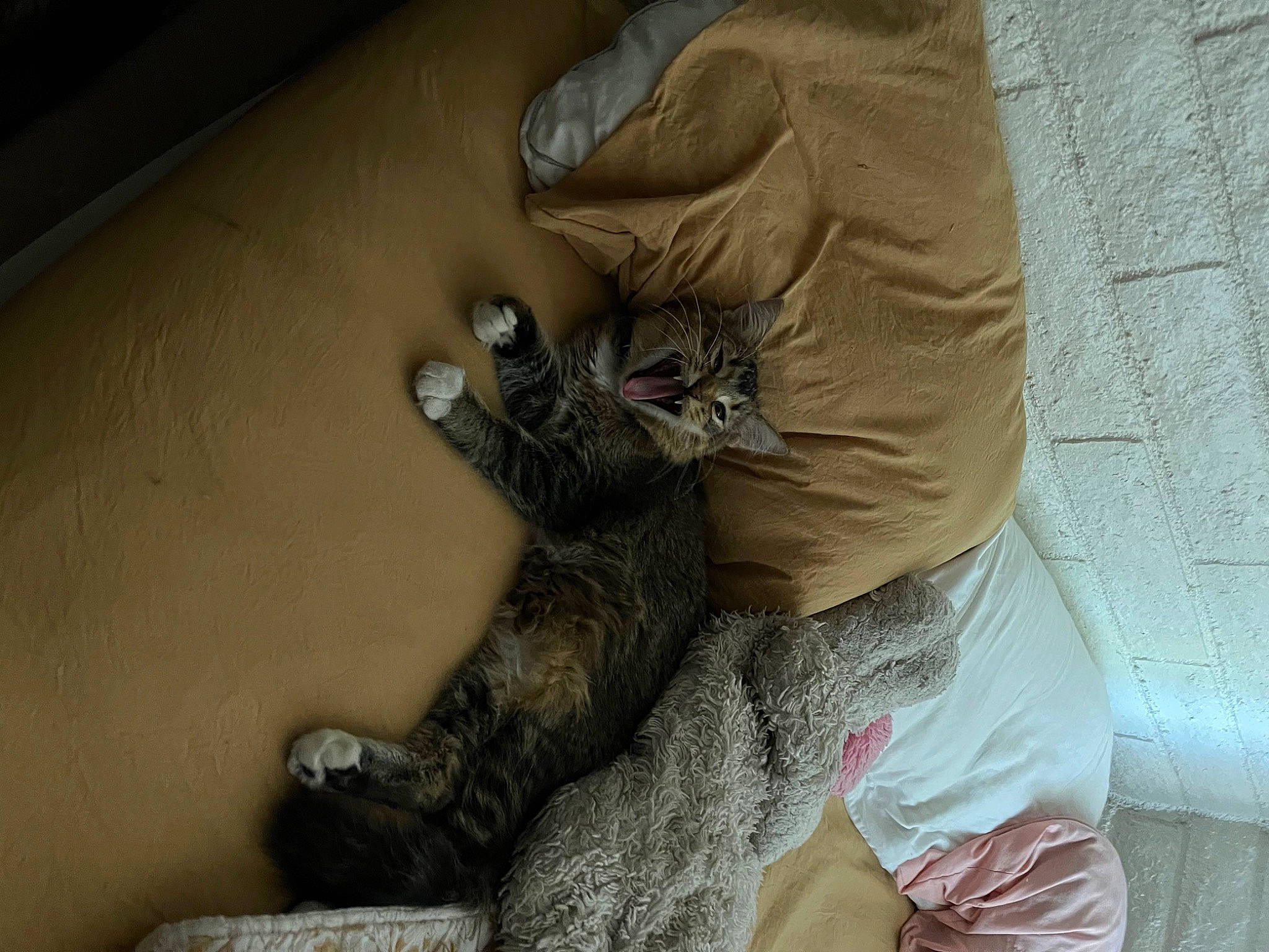 Norman joined the competition — help win amazing prizes! boot, cat, comfort, domestic_short_haired_cat, felidae, flooring, foot, fur, glove, grey, human_leg, pattern, paw, room, small_to_medium_sized_cats, sporting_group, tail, thigh, whiskers, wood