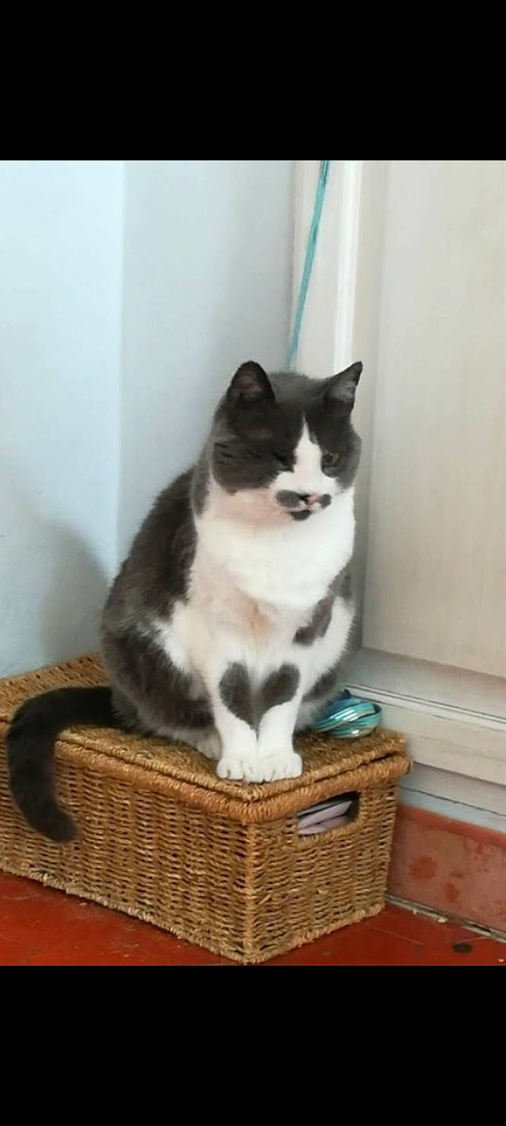 Grisounette a rejoint le concours — aidez-le/la à gagner de superbes lots ! basket, box, carnivore, cat, cat_furniture, cat_supply, comfort, domestic_short_haired_cat, felidae, fur, home_accessories, paw, pet_supply, sitting, small_to_medium_sized_cats, storage_basket, tail, whiskers, wicker, wood