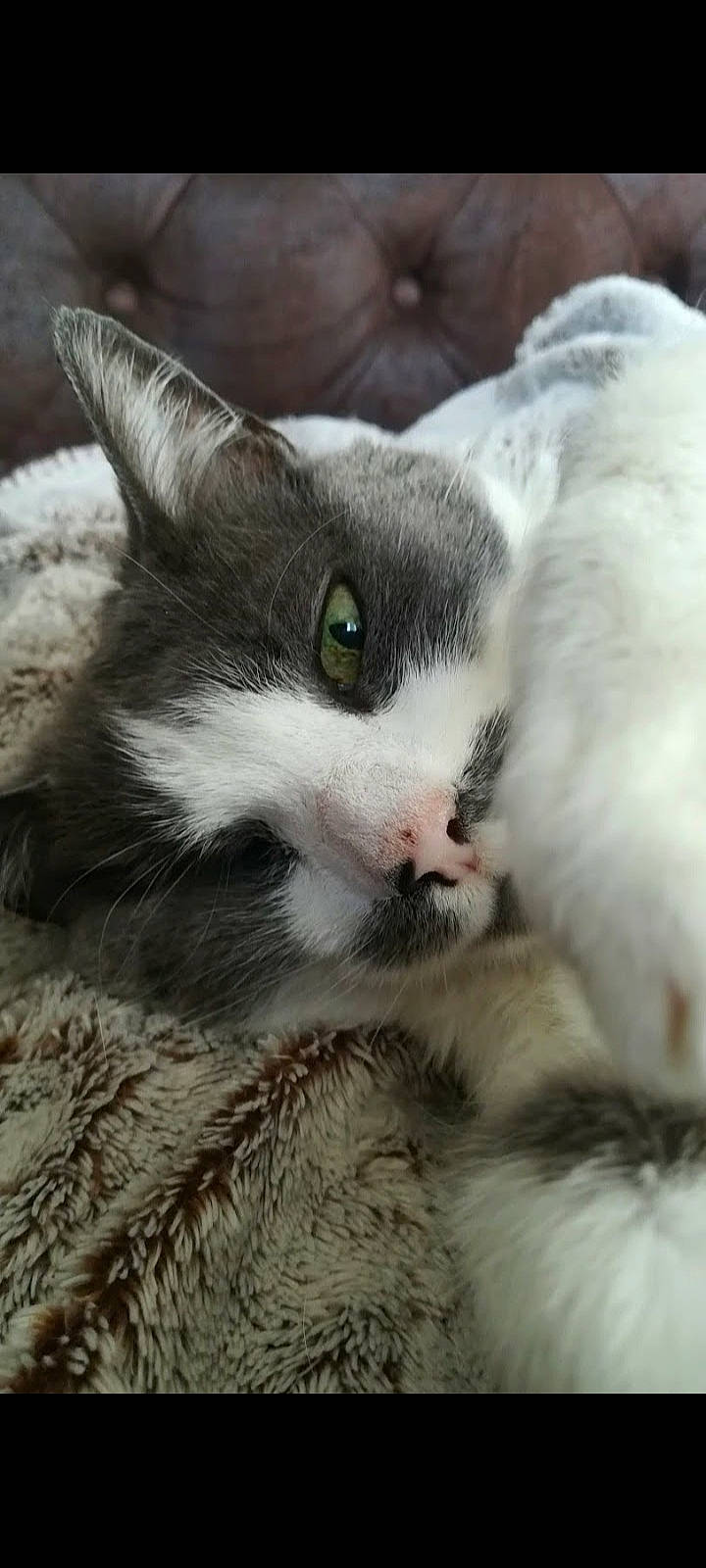 Grisounette a rejoint le concours — aidez-le/la à gagner de superbes lots ! carnivore, cat, claw, domestic_short_haired_cat, eye, felidae, fur, paw, plant, small_to_medium_sized_cats, tail, tree, whiskers