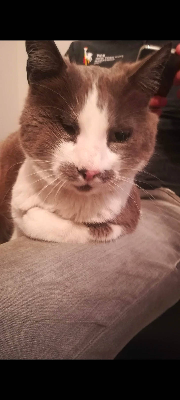 Grisounette a rejoint le concours — aidez-le/la à gagner de superbes lots ! box, cardboard, carnivore, cat, claw, comfort, domestic_short_haired_cat, fawn, felidae, foot, fur, human_leg, paw, small_to_medium_sized_cats, snout, tail, tree, whiskers, window, wood