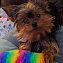 dog, yorkshire_terrier, pet, couch, cushion, toy, rainbow, colorful, fluffy, indoor, fur, small_dog, animal, cute, companion, relaxed, comfort, looking, ears, face