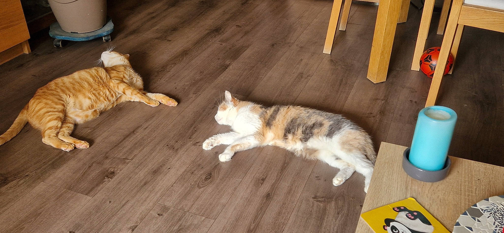 Loona participe au concours pour gagner de l'argent avec cette photo : carnivore, cat, comfort, companion_dog, dog_breed, domestic_short_haired_cat, felidae, floor, flooring, fur, hardwood, laminate_flooring, paw, small_to_medium_sized_cats, tail, varnish, whiskers, wood, wood_flooring, wood_stain